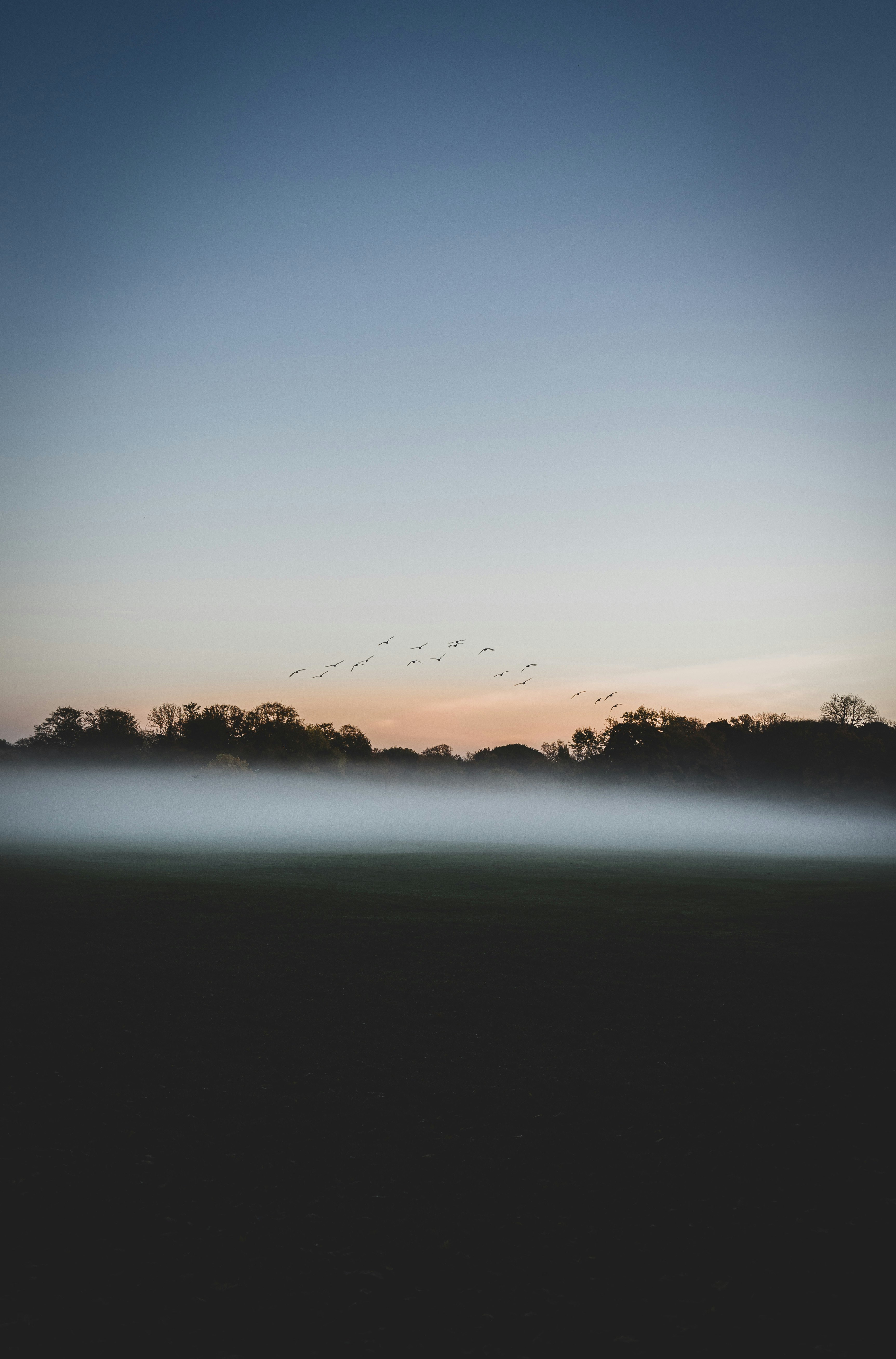 silhouette of trees near body of water during sunset